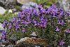 <em>Linaria alpina</em>