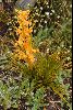 <em>Aciphylla montana</em>