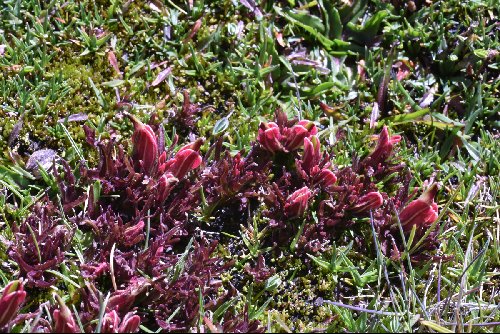 Castilleja pumila
