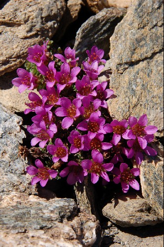 Saxifraga oppositifolia