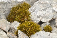 Aciphylla dobsonii