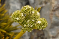 Aciphylla dobsonii