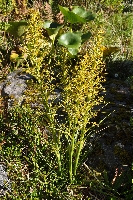 Aciphylla crenulata