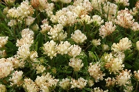 Anthyllis montana subsp. montana