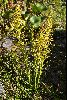<em>Aciphylla crenulata</em>
