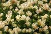 <em>Anthyllis montana subsp. montana</em>