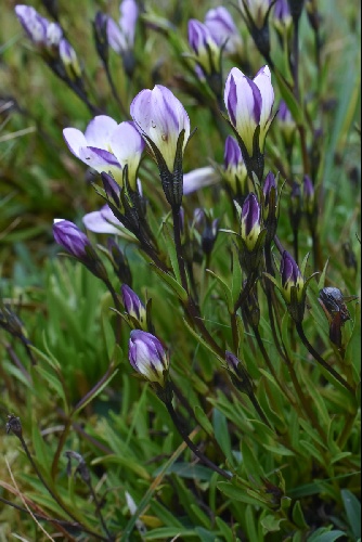 Gentianella rima