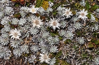 Raoulia grandiflora