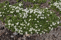 Chionohebe ciliolata subsp. fiordensis