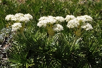 Aciphylla congesta