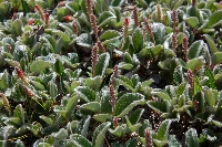 Salix reticulata