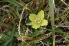 <em>Oenothera multicaulis</em>