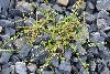 <em>Arenaria serpyllifolia</em>