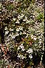 <em>Euphrasia integrifolia</em>