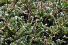 <em>Salix reticulata</em>