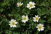 <em>Callianthemum coriandrifolium</em>