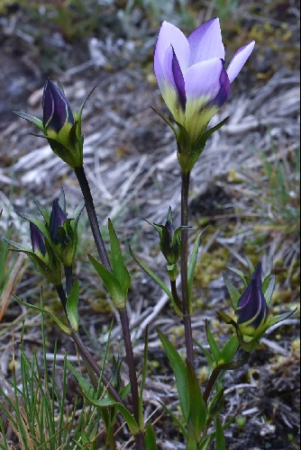Gentianella rima