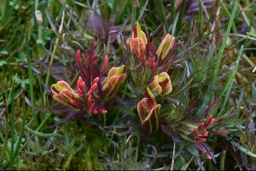 Castilleja pumila