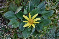Oreithalis integrifolia