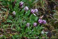 Hypochaeris taraxacoides