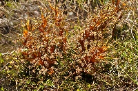 Aciphylla pinnatifida