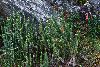 <em>Jamesonia scalaris &</em> 'Ourisia chamaedrifolia'