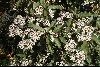 <em>Olearia ilicifolia</em>