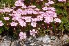 <em>Silene acaulis subsp. longiscapa</em>