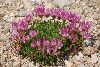<em>Trifolium alpinum</em>
