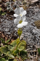 Ourisia sessilifolia subsp. sessilifolia