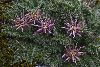 <em>Perezia pinnatifida</em>