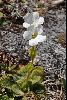 <em>Ourisia sessilifolia subsp. sessilifolia</em>