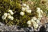 <em>Aciphylla crosby-smithii</em>