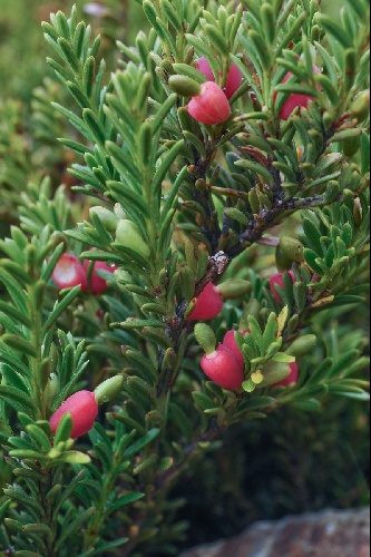 Podocarpus nivalis