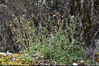 Caiophora grandiflora