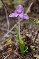 Roscoea alpina