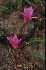 <em>Zephyranthes rosea</em>