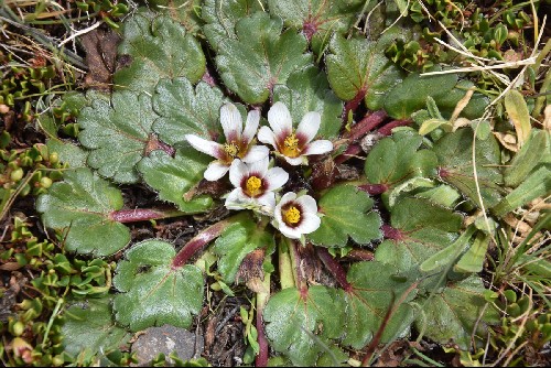 Acaulimalva crenata Alpine Garden Society