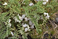 Astragalus brackenridgei
