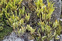 Stelis leucopogon