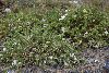 <em>Astragalus brackenridgei</em>