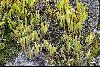 <em>Stelis leucopogon</em>