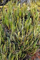 Stelis leucopogon