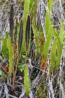 Elaphoglossum mathewsii