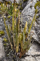 Elaphoglossum mathewsii