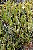 <em>Stelis leucopogon</em>