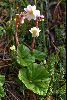 <em>Begonia octopetala</em>