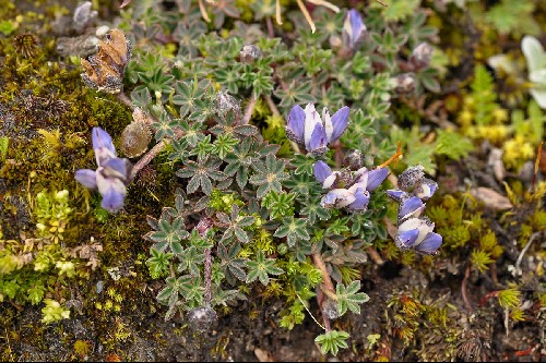 Lupinus microphyllus