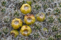 Austrocylindropuntia floccosa