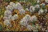 <em>Austrocylindropuntia floccosa</em>